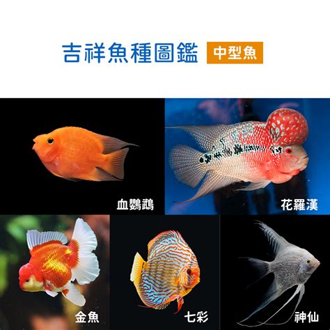 寵物魚種類|探索臺灣合法飼養的特殊寵物：珍稀魚類與迷人冷門寵物全紀錄！。